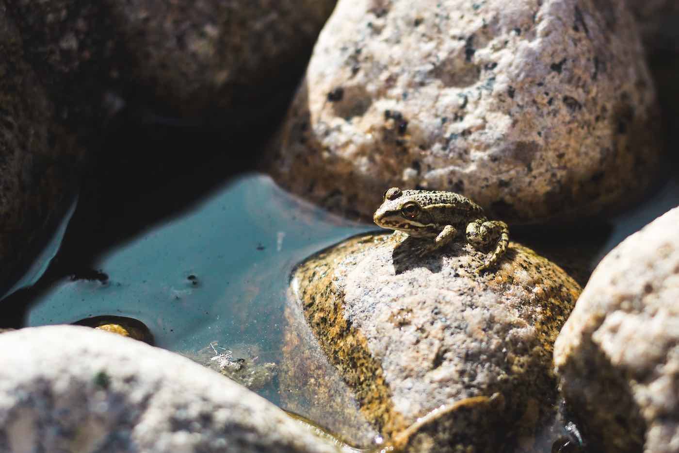 Frog on stone near pond